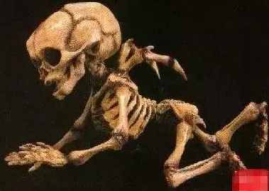 考古发现长翅膀的人形怪物 竟是未知物种