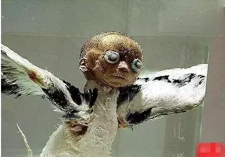 考古发现长翅膀的人形怪物 竟是未知物种(图8)