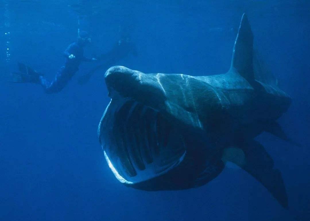 世界上最温顺的鲨鱼，每天靠喝海水为生，却被人类逼到濒危！