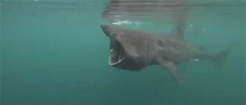 世界上最温顺的鲨鱼，每天靠喝海水为生，却被人类逼到濒危！(图3)