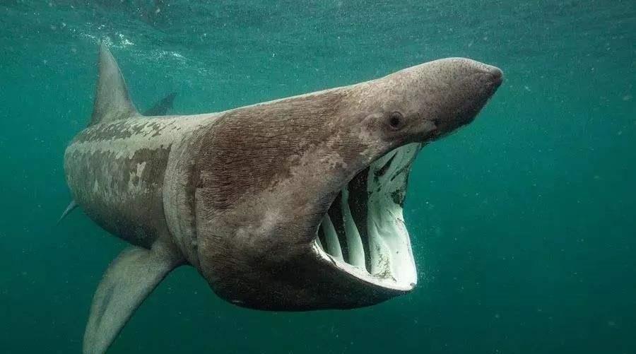 世界上最温顺的鲨鱼，每天靠喝海水为生，却被人类逼到濒危！(图4)