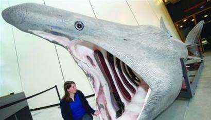 世界上最温顺的鲨鱼，每天靠喝海水为生，却被人类逼到濒危！(图5)