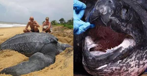 世界上最大的龟类，棱皮龟体长超过2.5米(20年内灭绝)