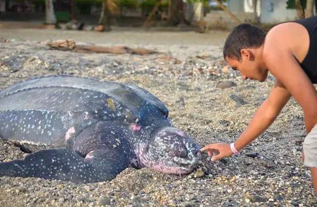 世界上最大的龟类，棱皮龟体长超过2.5米(20年内灭绝)(图10)