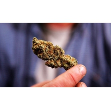 研究表明：大麻可能有效治疗癌症